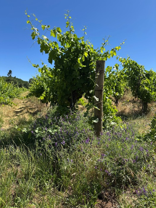 Introducing the Fenaughty Vineyard, the newest addition to our Lignée de Tablas series... and the Mansfield family responsible for its greatness