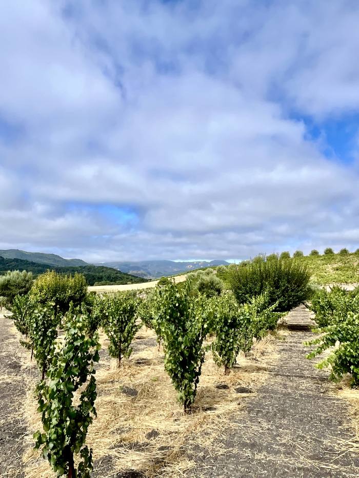 Veraison 2025: Slow and Steady Wins the Race