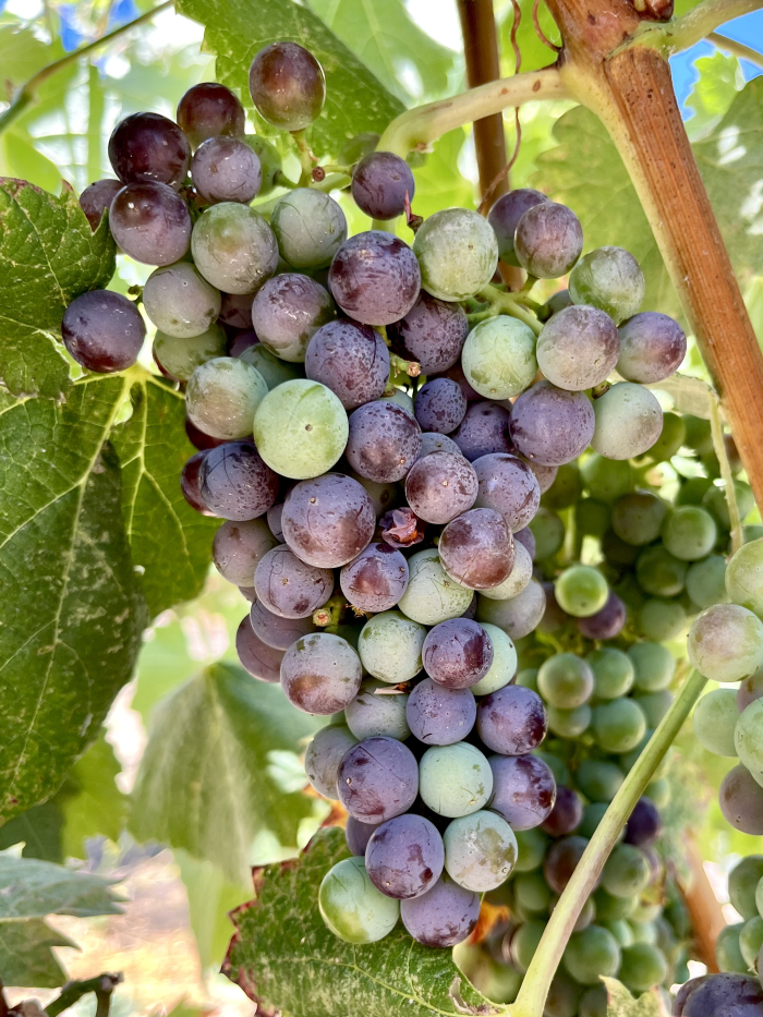 Veraison 2025: Slow and Steady Wins the Race