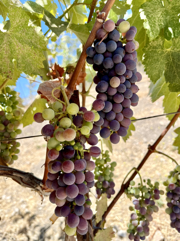 Veraison 2025: Slow and Steady Wins the Race