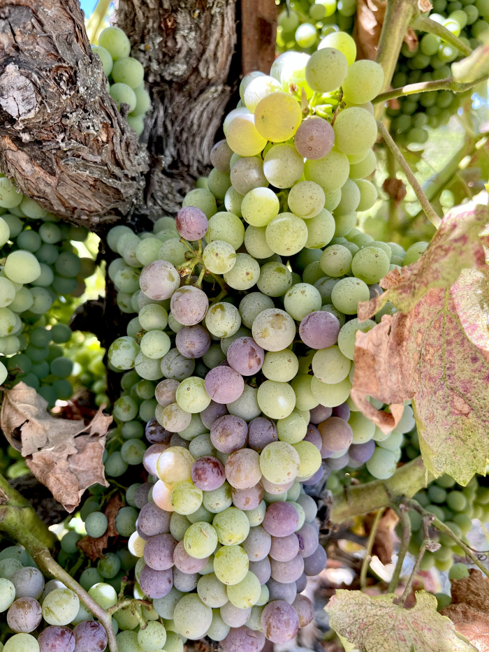 Veraison 2025: Slow and Steady Wins the Race