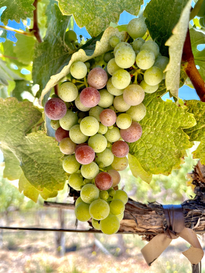 Veraison 2025: Slow and Steady Wins the Race