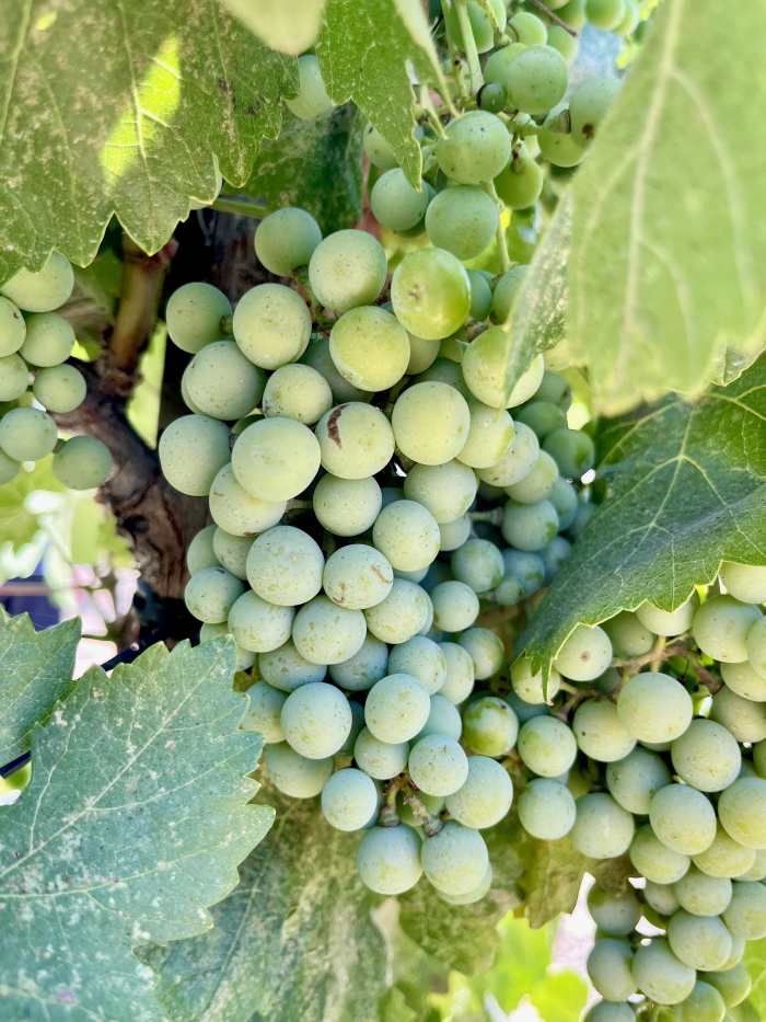 Veraison 2025: Slow and Steady Wins the Race