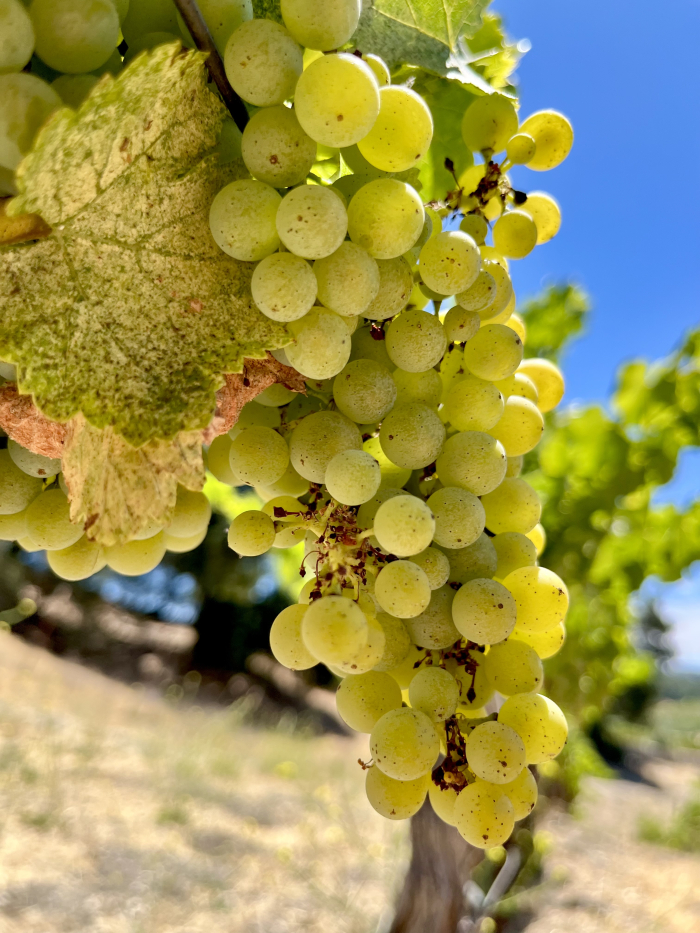 Veraison 2025: Slow and Steady Wins the Race