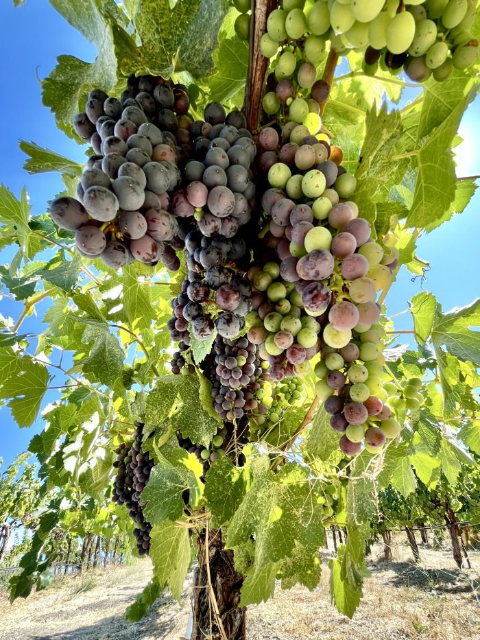 Veraison 2025: Slow and Steady Wins the Race