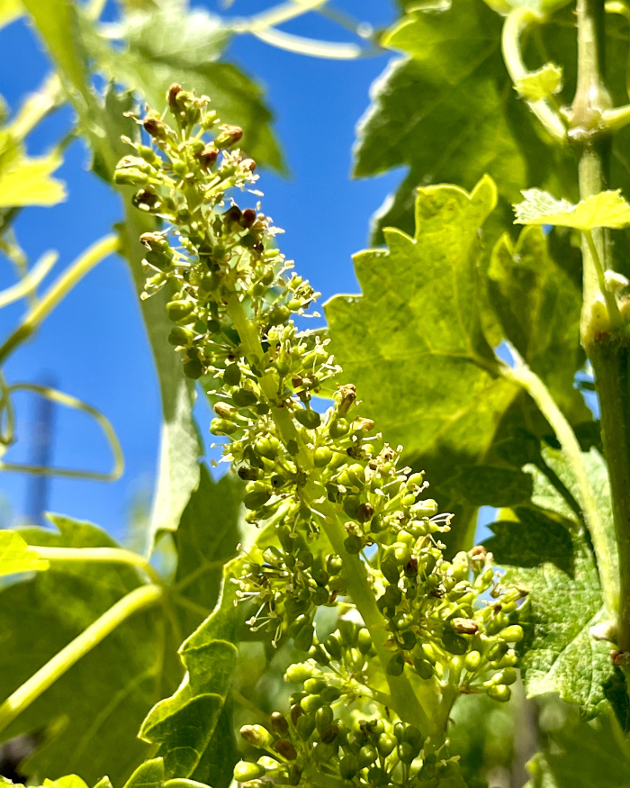 Flowering 2025 Viognier Flowering 2025 Viognier