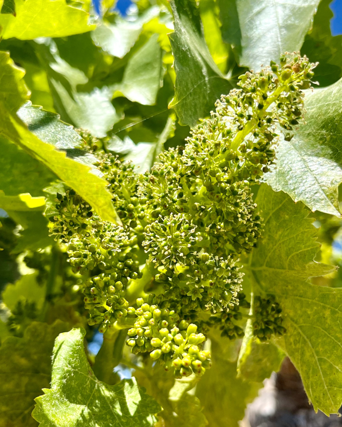 Flowering 2025 Grenache Noir Flowering 2025 Grenache Noir