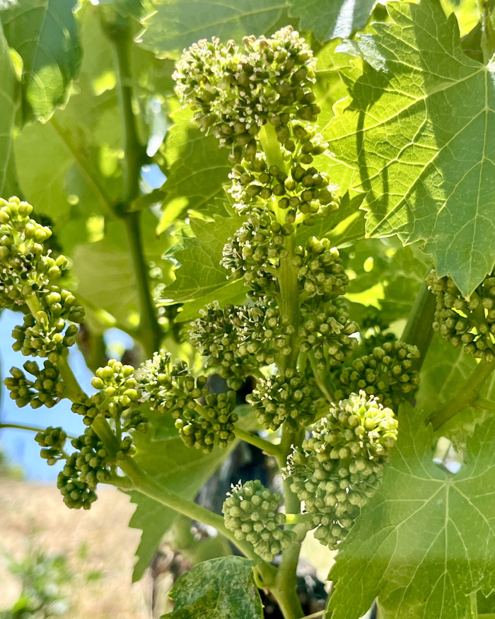 Flowering 2025 Grenache Blanc Flowering 2025 Grenache Blanc
