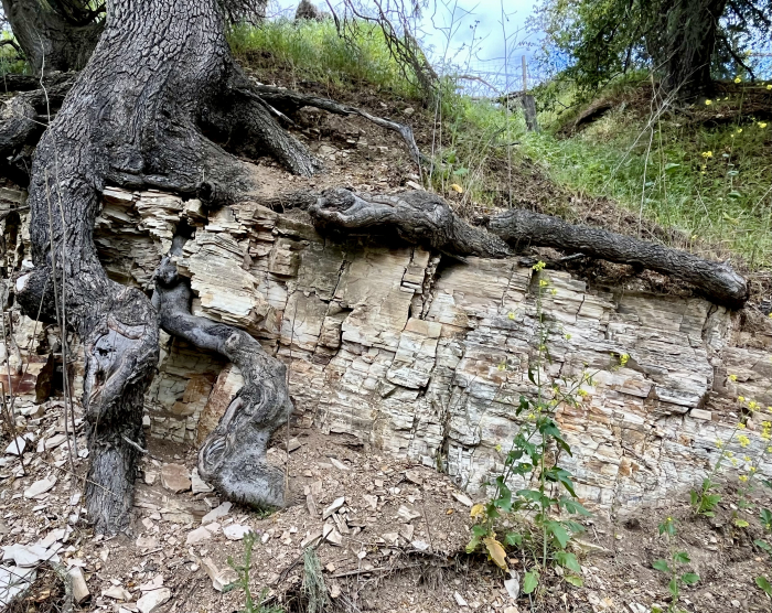 Limestone and oak roots Limestone and oak roots