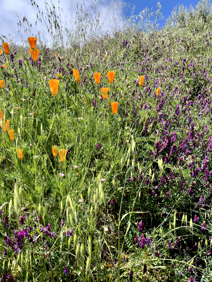Wildflowers 2025 - Vetch and Poppies Wildflowers 2025 - Vetch and Poppies