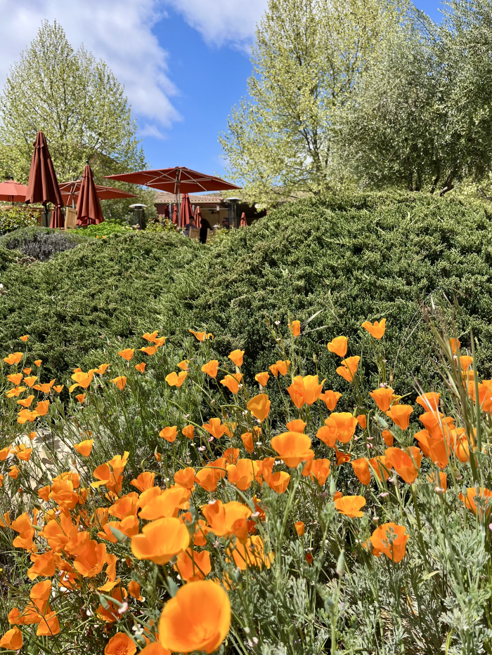 Wildflowers 2025 - Tasting room poppies Wildflowers 2025 - Tasting room poppies