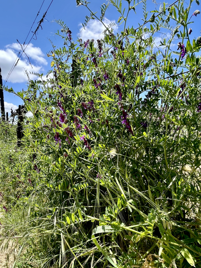 Wildflowers 2025 - Vetch in vine row Wildflowers 2025 - Vetch in vine row