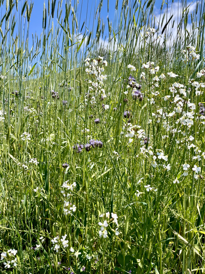 Wildflowers 2025 - Phacelia and radish Wildflowers 2025 - Phacelia and radish