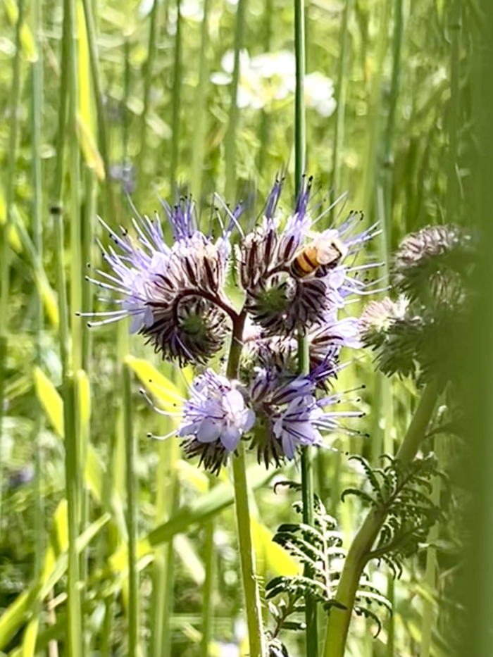Wildflowers 2025 - Phacelia Wildflowers 2025 - Phacelia