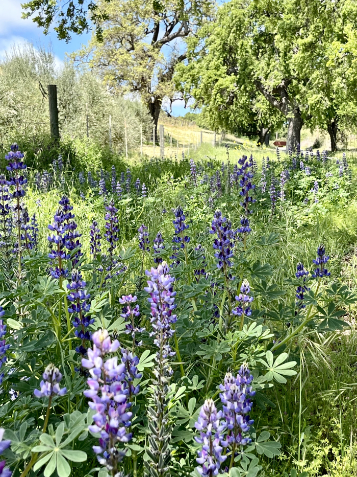 Wildflowers 2025 - Roadside lupine Wildflowers 2025 - Roadside lupine