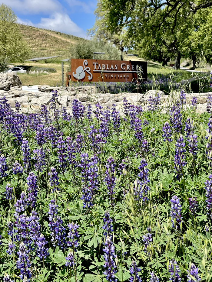 Wildflowers 2025 - Sign lupine Wildflowers 2025 - Sign lupine