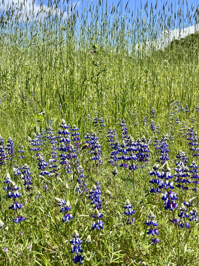 Wildflowers 2025 - Vineyard lupine Wildflowers 2025 - Vineyard lupine