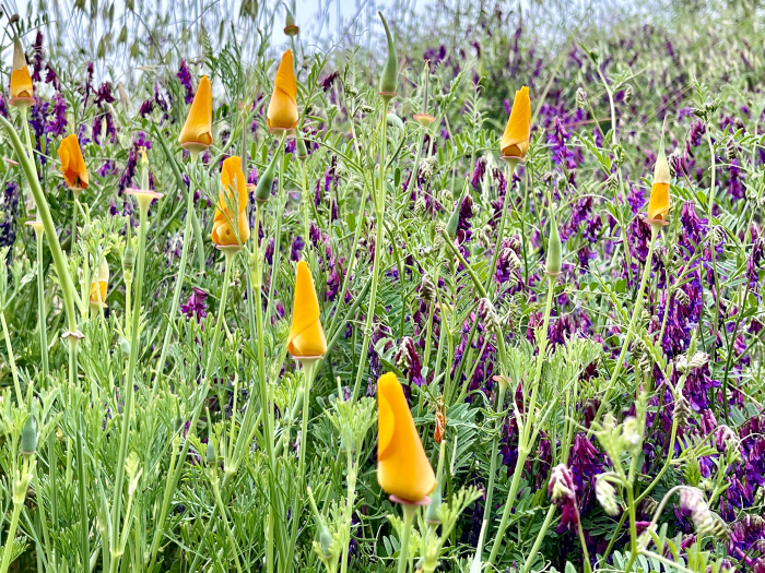Wildflowers 2025 - Vetch and Poppies 2 Wildflowers 2025 - Vetch and Poppies 2