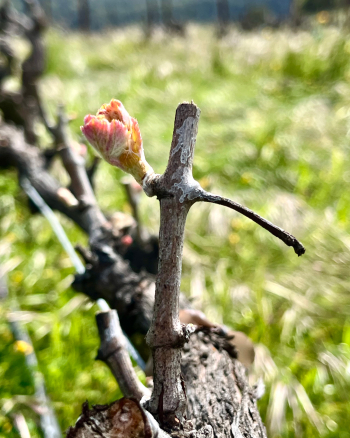 Budbreak 2025 - Syrah Budbreak 2025 - Syrah