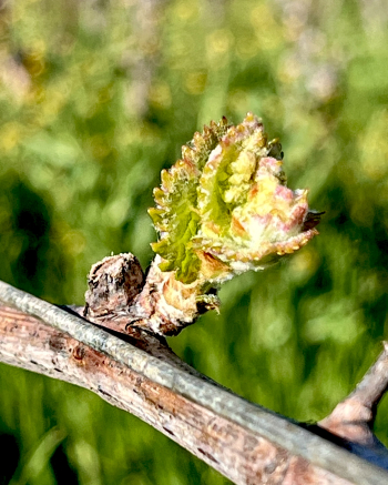 Budbreak 2025 - Viognier Budbreak 2025 - Viognier