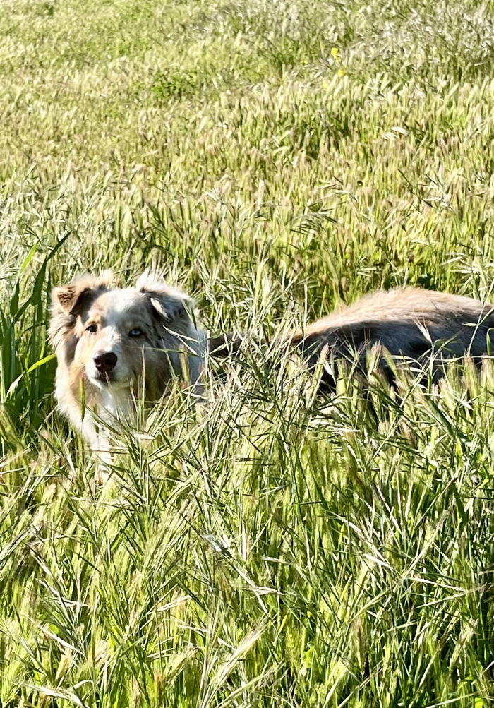 Budbreak 2025 - Sadie Budbreak 2025 - Sadie