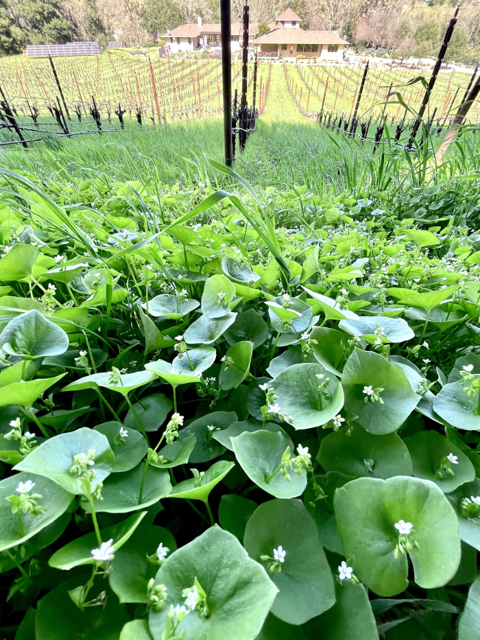 Miners lettuce at Haas Vineyard Spring 2025 Miners lettuce at Haas Vineyard Spring 2025