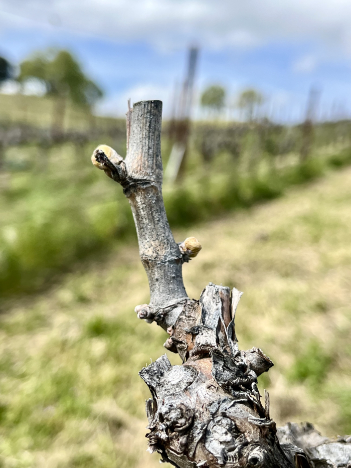Budbreak 2025 - Grenache BOH Budbreak 2025 - Grenache BOH