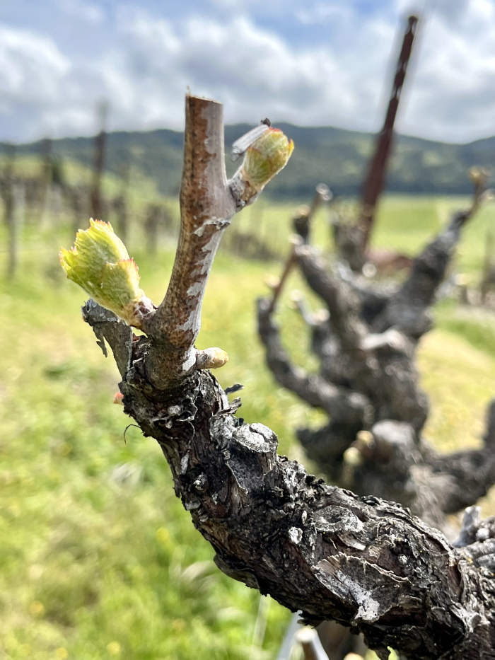 Budbreak 2025 - Grenache MOH Budbreak 2025 - Grenache MOH