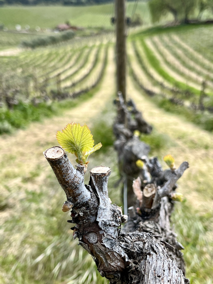 Budbreak 2025 - Grenache TOH Budbreak 2025 - Grenache TOH