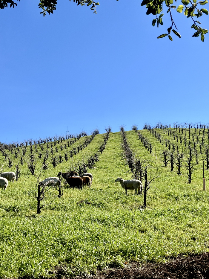 Feb 2025 - sheep on Scruffy Hill Feb 2025 - sheep on Scruffy Hill