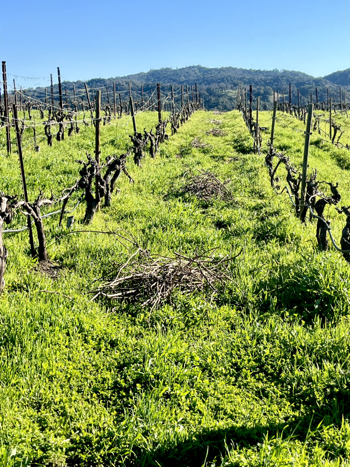 Feb 2025 - newly-pruned Syrah Feb 2025 - newly-pruned Syrah