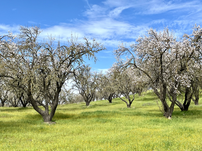 Feb 2025 - Flowering almonds Feb 2025 - Flowering almonds