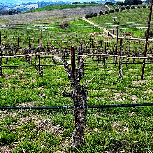 Trellis 5 Trellis 5