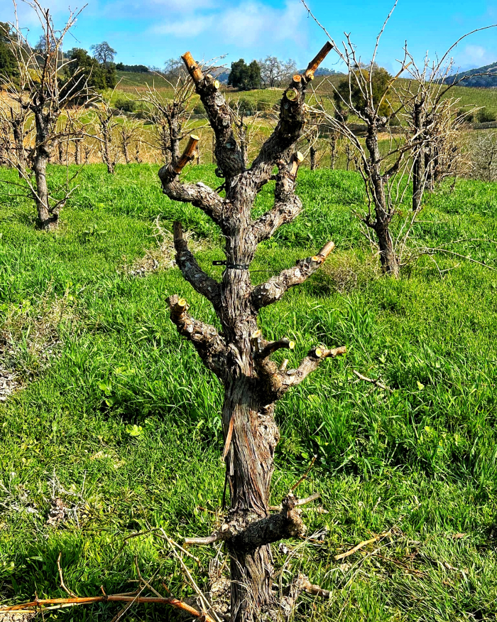Trellis 1 Trellis 1