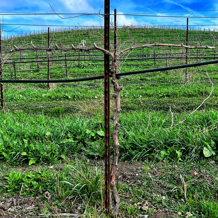 Trellis 4 Trellis 4
