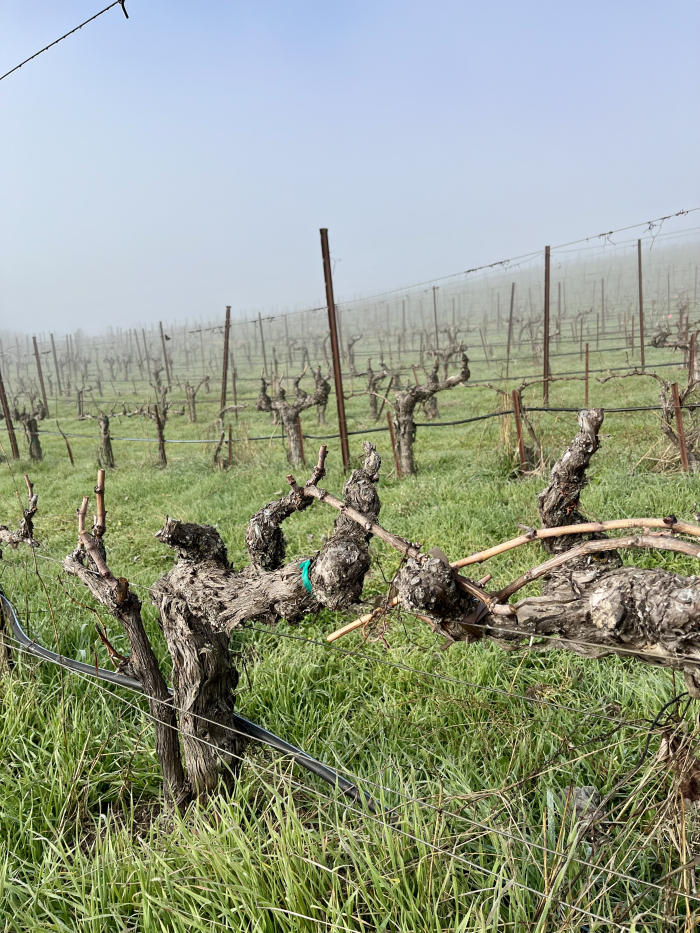 Green grass and fog lifting on Mount Mourvedre Green grass and fog lifting on Mount Mourvedre