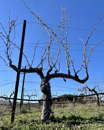 Unpruned Grenache Jan 2025 Unpruned Grenache Jan 2025