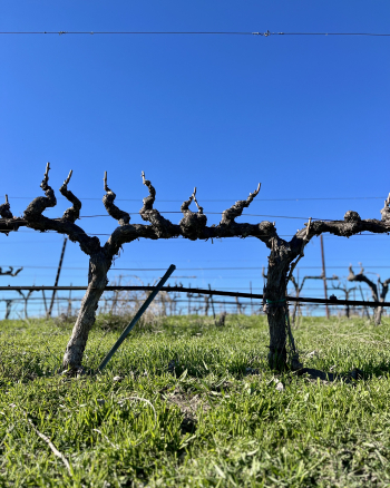 Newly pruned Mourvedre Jan 2025 Newly pruned Mourvedre Jan 2025