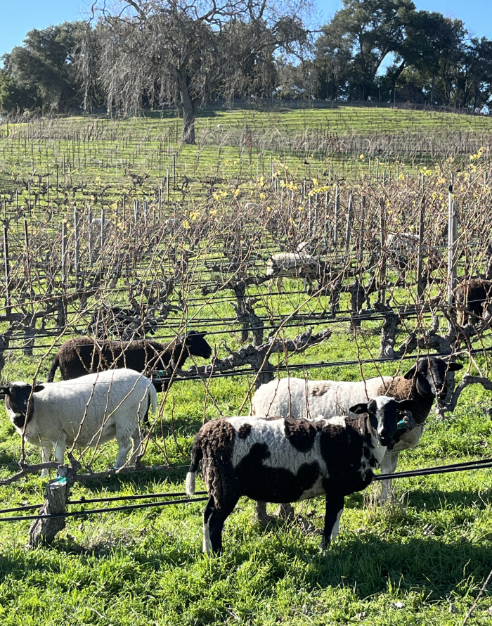 Sheep Jan 2025 Sheep Jan 2025