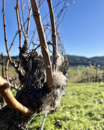 Wool on Grenache vines Wool on Grenache vines