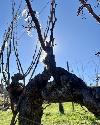 Wool on Grenache vines 2 Wool on Grenache vines 2
