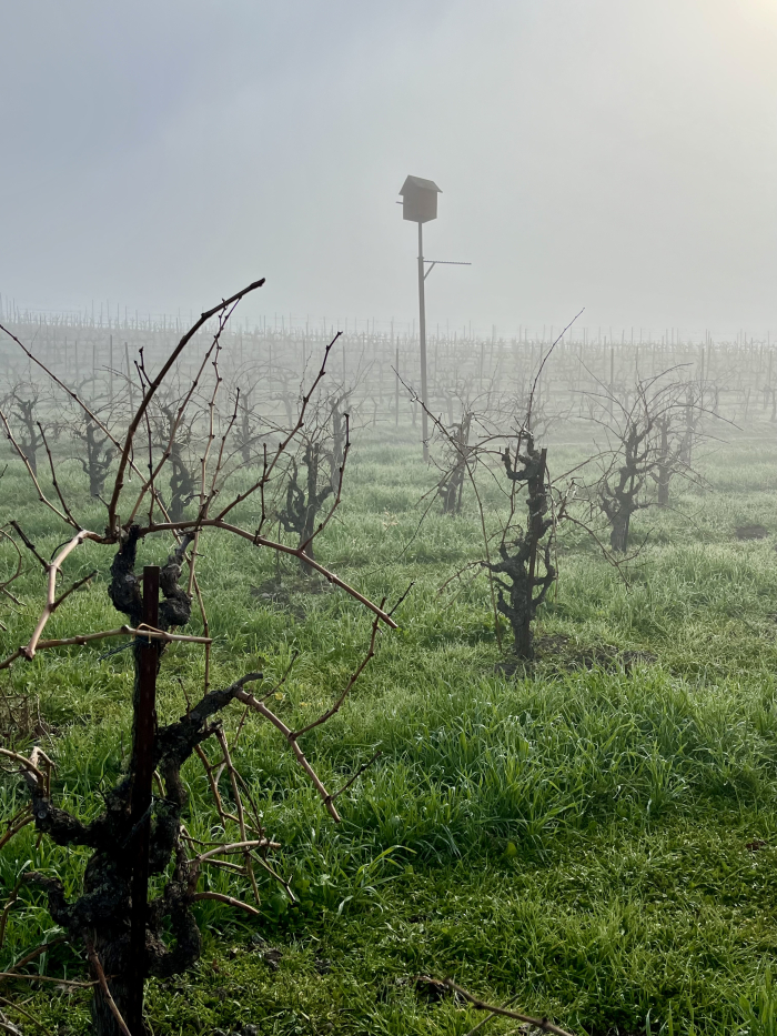 Owl box and Tannat vines in the fog Owl box and Tannat vines in the fog