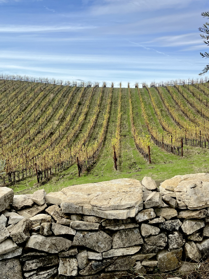 Winter view of stone wall and Grenache Blanc Winter view of stone wall and Grenache Blanc
