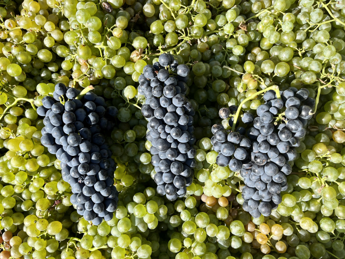 Syrah clusters against Vermentino backdrop Syrah clusters against Vermentino backdrop