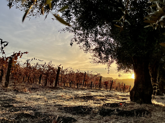 November sunsets - olive trees November sunsets - olive trees