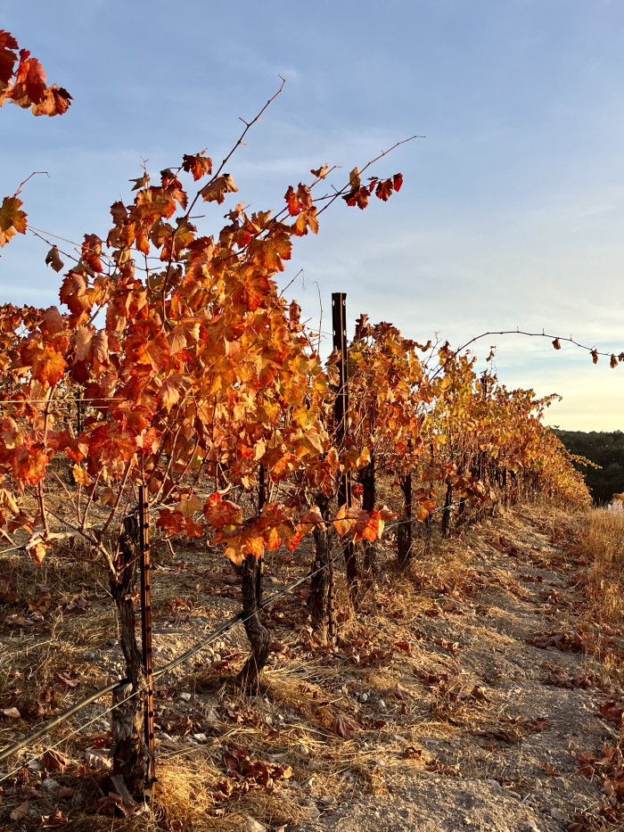 November sunsets - bright syrah leaves November sunsets - bright syrah leaves