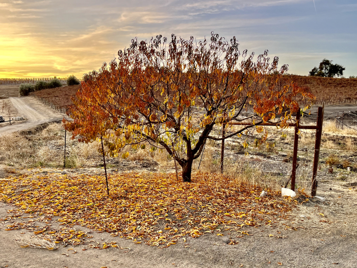 November sunsets - peach losing leaves November sunsets - peach losing leaves