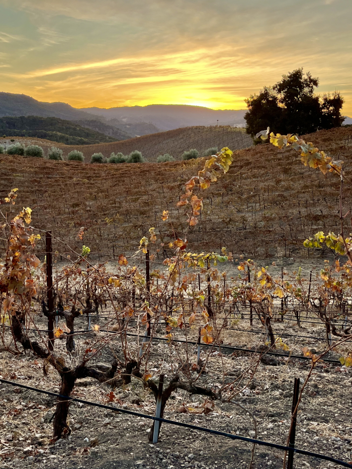 November sunsets - view up Syrah terraces November sunsets - view up Syrah terraces