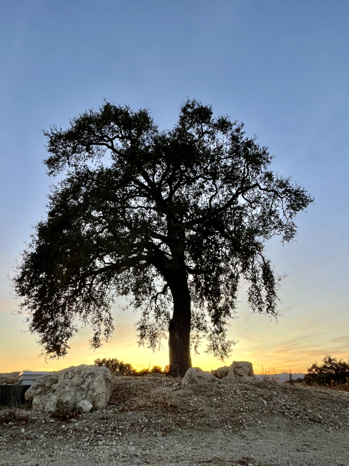 November sunsets - Oak tree November sunsets - Oak tree