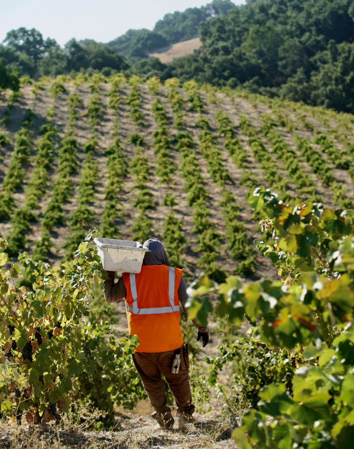 Harvesting Jewel Ridge Harvesting Jewel Ridge